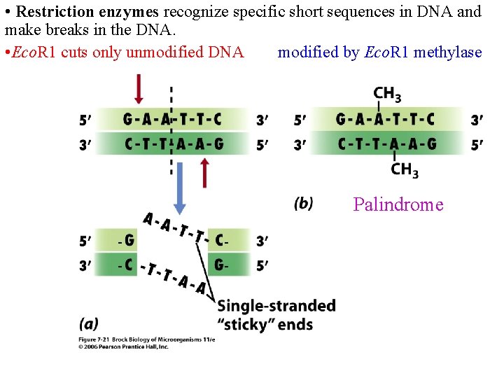  • Restriction enzymes recognize specific short sequences in DNA and make breaks in