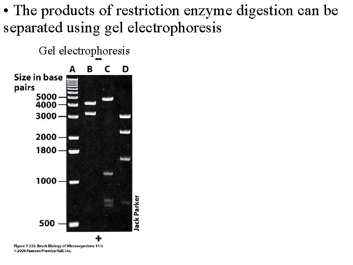  • The products of restriction enzyme digestion can be separated using gel electrophoresis