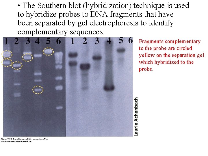  • The Southern blot (hybridization) technique is used to hybridize probes to DNA