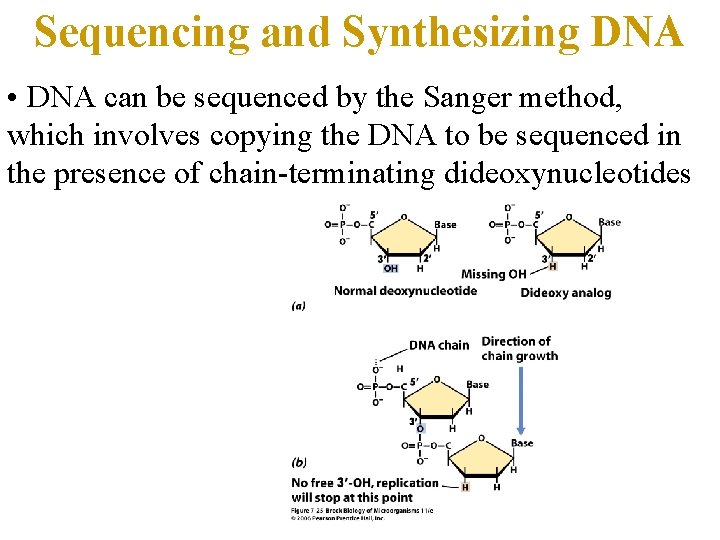 Sequencing and Synthesizing DNA • DNA can be sequenced by the Sanger method, which