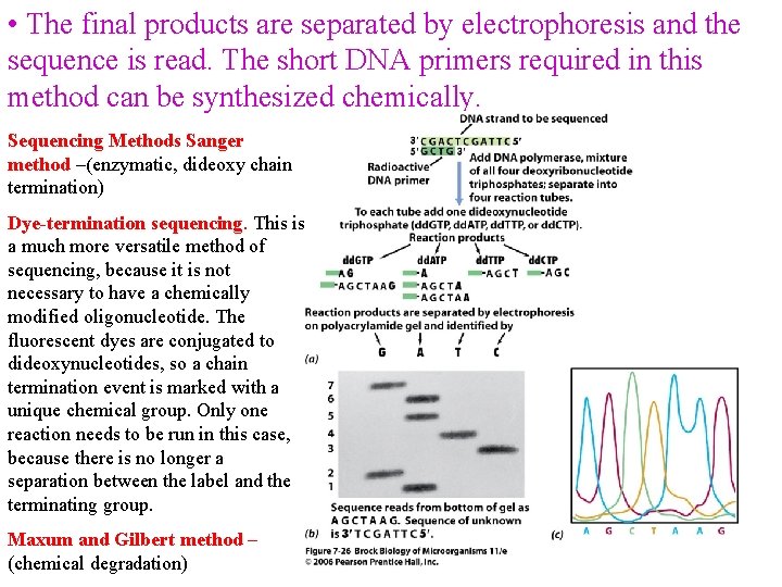  • The final products are separated by electrophoresis and the sequence is read.