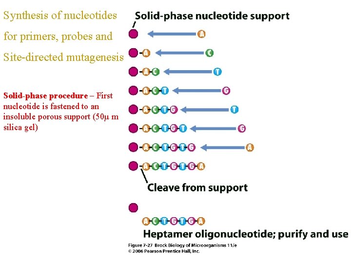 Synthesis of nucleotides for primers, probes and Site-directed mutagenesis Solid-phase procedure – First nucleotide