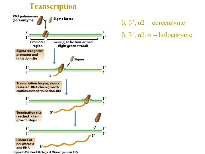 Transcription β, β’, α 2 - coreenzyme β, β’, α 2, σ – holoenzyme