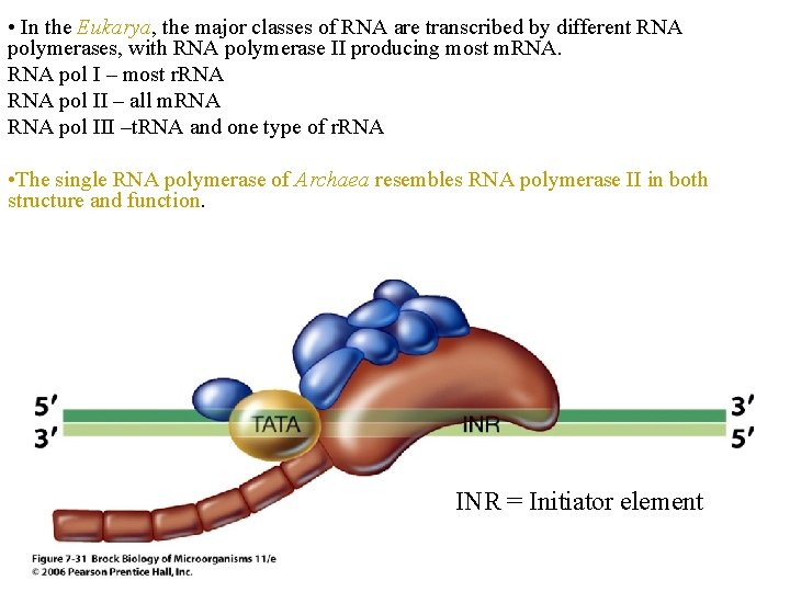  • In the Eukarya, the major classes of RNA are transcribed by different