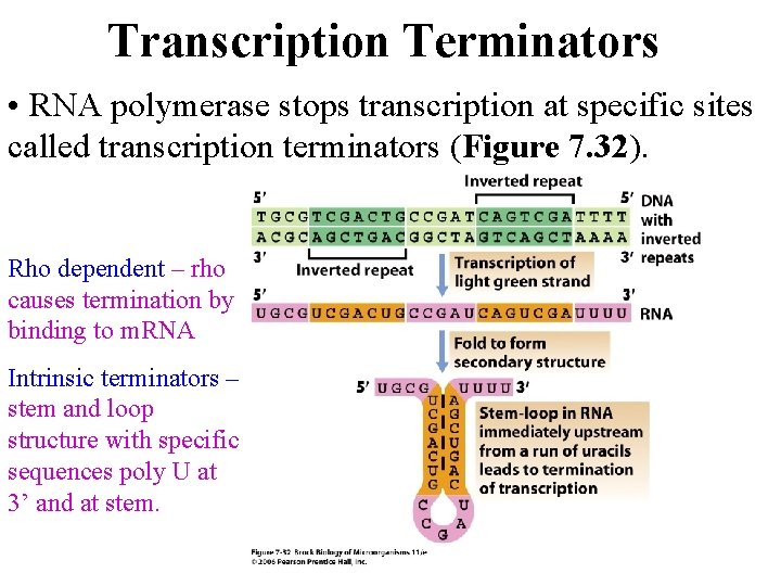 Transcription Terminators • RNA polymerase stops transcription at specific sites called transcription terminators (Figure