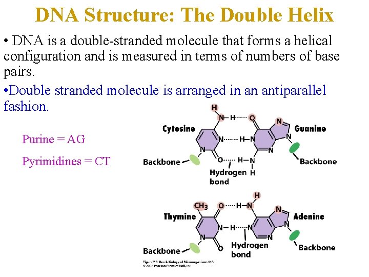 DNA Structure: The Double Helix • DNA is a double-stranded molecule that forms a