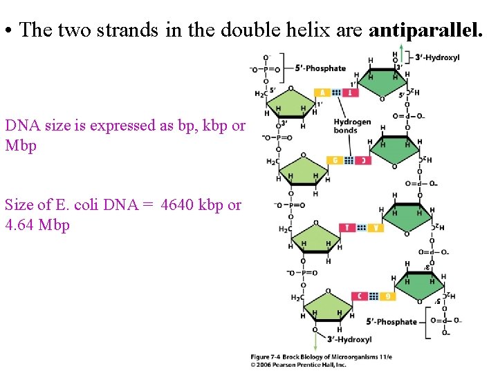  • The two strands in the double helix are antiparallel. DNA size is