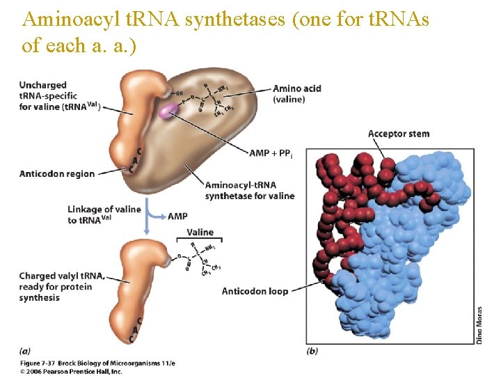 Aminoacyl t. RNA synthetases (one for t. RNAs of each a. a. ) 