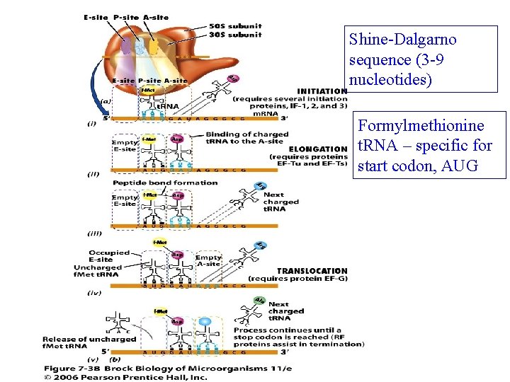 Shine-Dalgarno sequence (3 -9 nucleotides) Formylmethionine t. RNA – specific for start codon, AUG