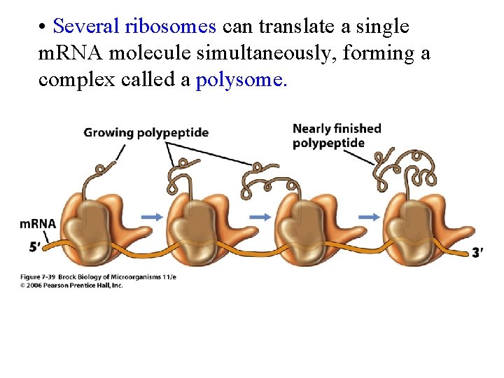  • Several ribosomes can translate a single m. RNA molecule simultaneously, forming a