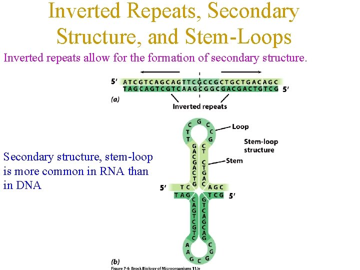 Inverted Repeats, Secondary Structure, and Stem-Loops Inverted repeats allow for the formation of secondary