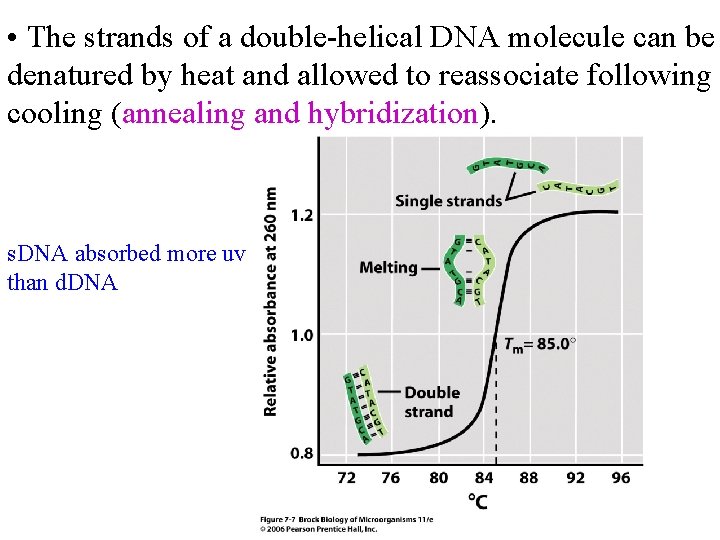  • The strands of a double-helical DNA molecule can be denatured by heat