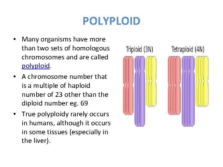 POLYPLOID • Many organisms have more than two sets of homologous chromosomes and are