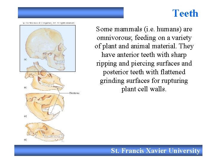 Teeth Some mammals (i. e. humans) are omnivorous; feeding on a variety of plant
