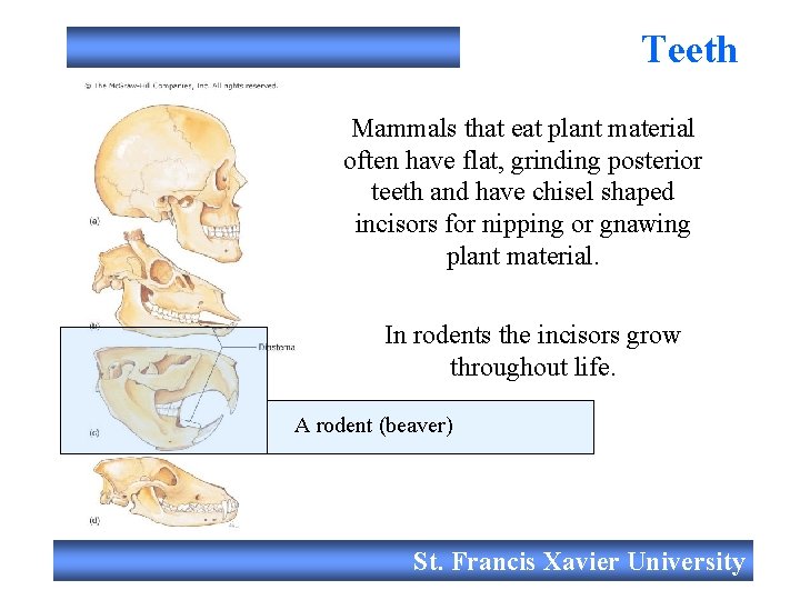 Teeth Mammals that eat plant material often have flat, grinding posterior teeth and have