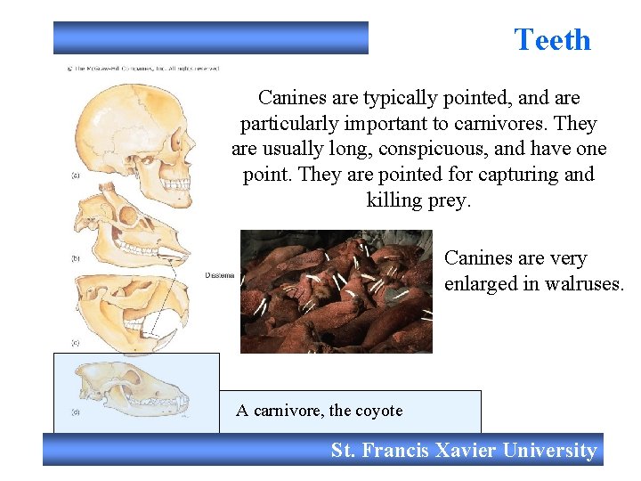 Teeth Canines are typically pointed, and are particularly important to carnivores. They are usually