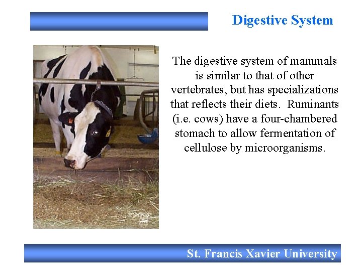 Digestive System The digestive system of mammals is similar to that of other vertebrates,