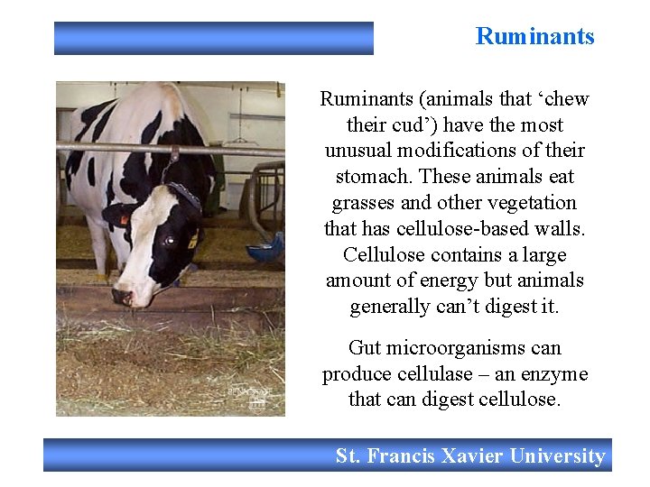 Ruminants (animals that ‘chew their cud’) have the most unusual modifications of their stomach.