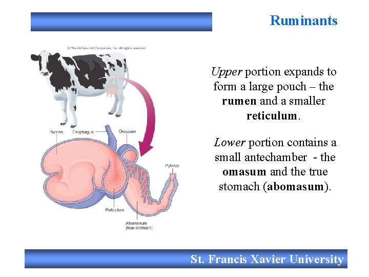 Ruminants Upper portion expands to form a large pouch – the rumen and a