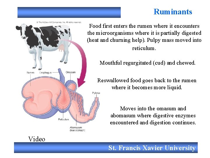 Ruminants Food first enters the rumen where it encounters the microorganisms where it is