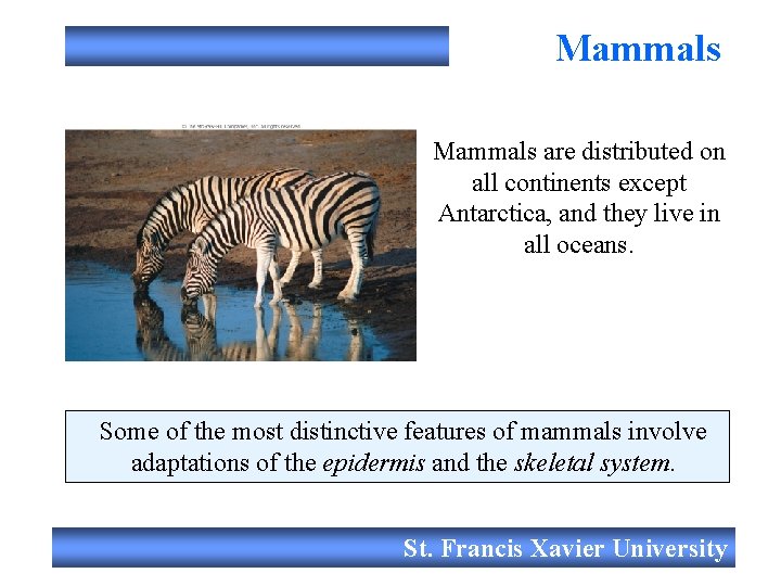 Mammals are distributed on all continents except Antarctica, and they live in all oceans.