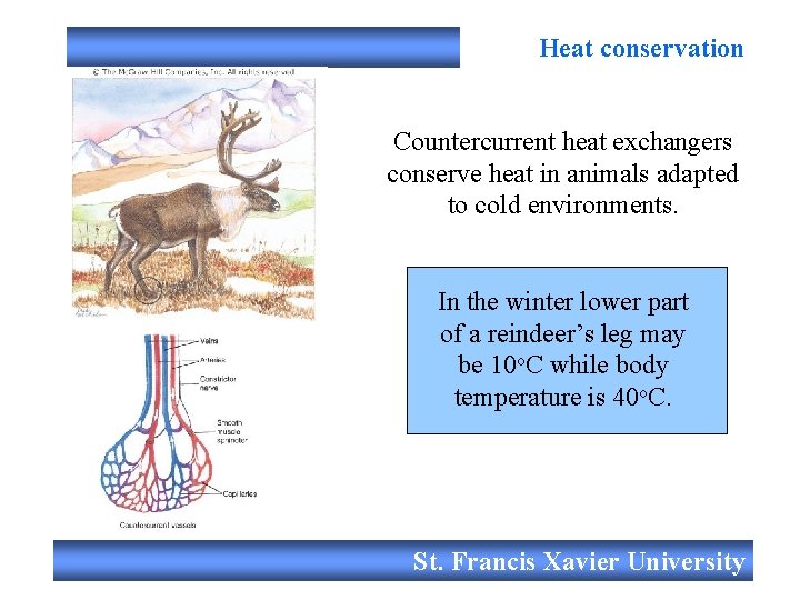 Heat conservation Countercurrent heat exchangers conserve heat in animals adapted to cold environments. In