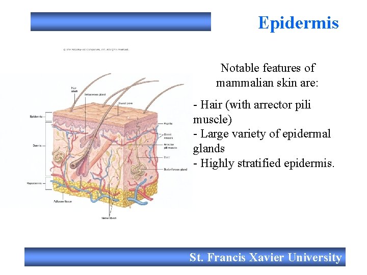Epidermis Notable features of mammalian skin are: - Hair (with arrector pili muscle) -