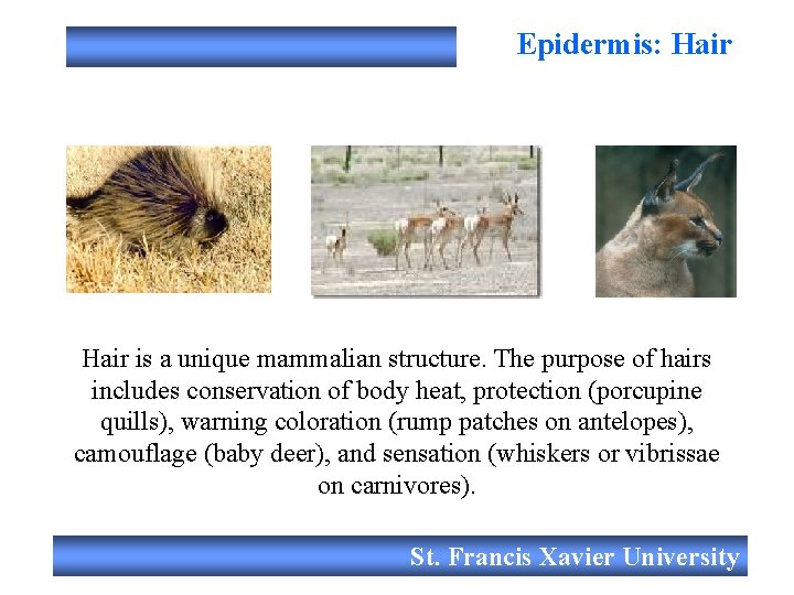Epidermis: Hair is a unique mammalian structure. The purpose of hairs includes conservation of