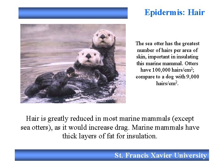 Epidermis: Hair The sea otter has the greatest number of hairs per area of