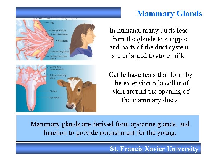 Mammary Glands In humans, many ducts lead from the glands to a nipple and