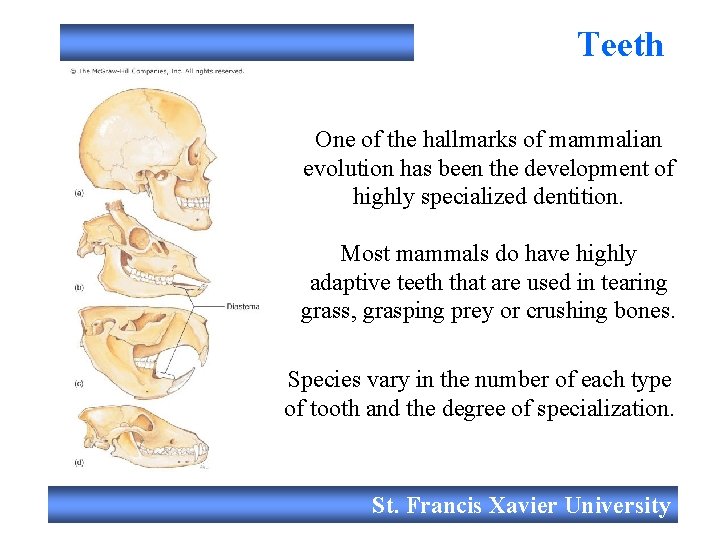 Teeth One of the hallmarks of mammalian evolution has been the development of highly