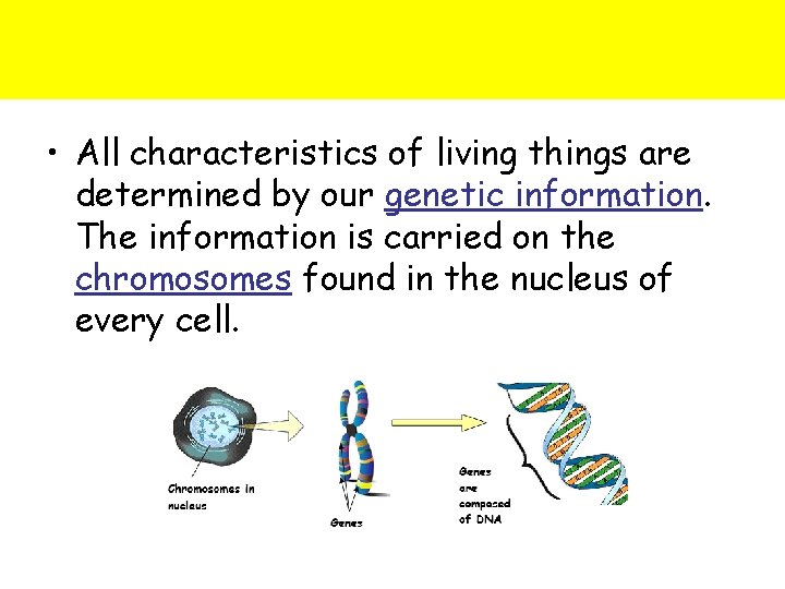  • All characteristics of living things are determined by our genetic information. The