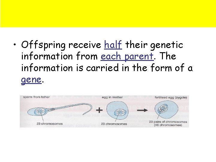  • Offspring receive half their genetic information from each parent. The information is