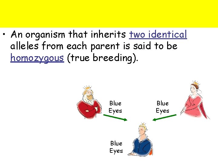  • An organism that inherits two identical alleles from each parent is said