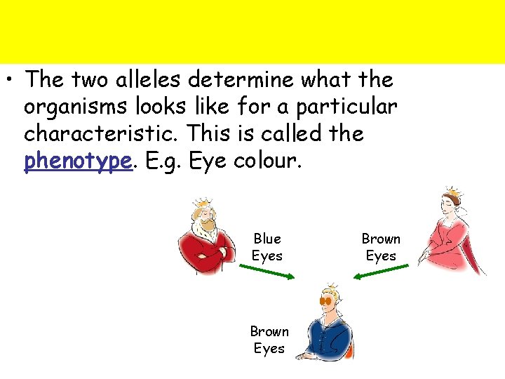  • The two alleles determine what the organisms looks like for a particular