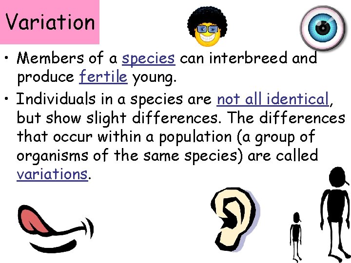 Variation • Members of a species can interbreed and produce fertile young. • Individuals