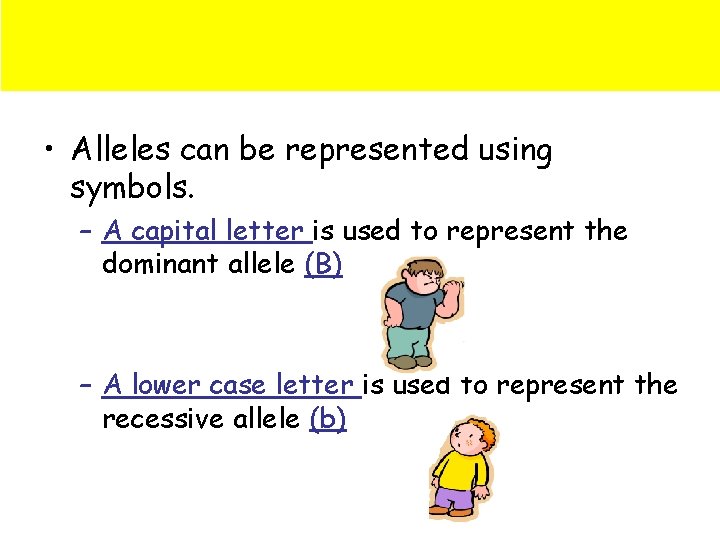  • Alleles can be represented using symbols. – A capital letter is used