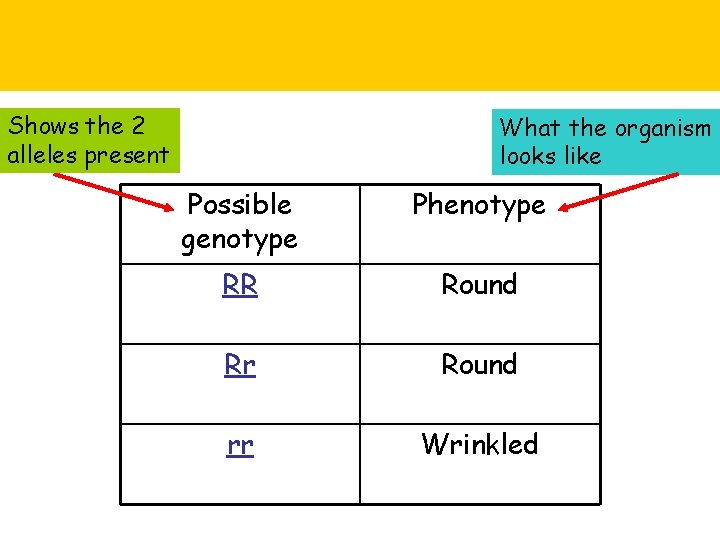 Shows the 2 alleles present What the organism looks like Possible genotype Phenotype RR