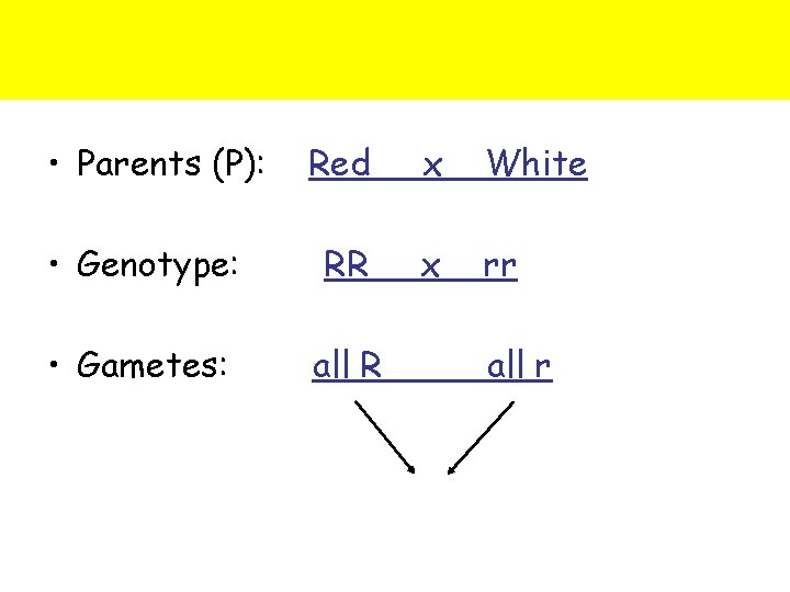  • Parents (P): Red x White • Genotype: RR x rr • Gametes: