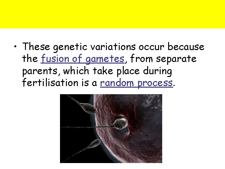  • These genetic variations occur because the fusion of gametes, from separate parents,