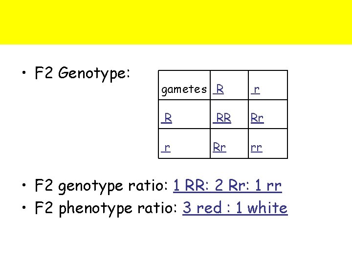  • F 2 Genotype: gametes R r R RR Rr r Rr rr