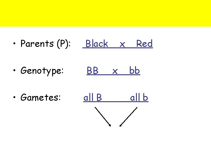  • Parents (P): Black • Genotype: BB • Gametes: all B x x