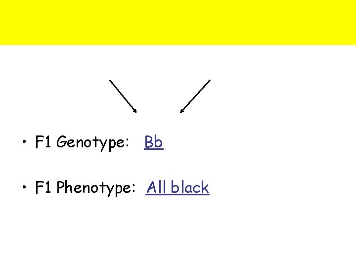  • F 1 Genotype: Bb • F 1 Phenotype: All black 