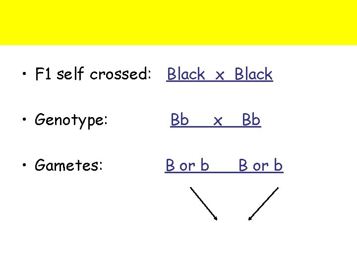  • F 1 self crossed: Black x Black • Genotype: • Gametes: Bb