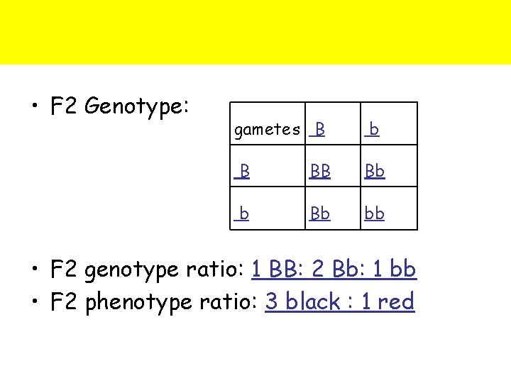  • F 2 Genotype: gametes B b B BB Bb b Bb bb