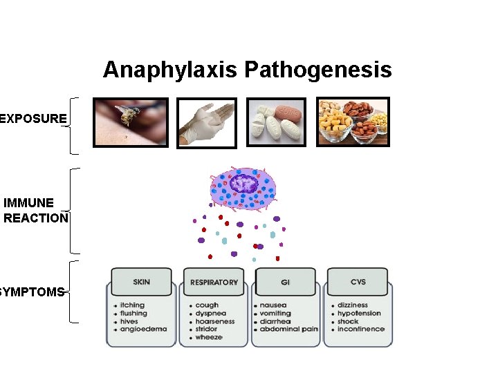 Anaphylaxis Pathogenesis EXPOSURE IMMUNE REACTION SYMPTOMS 