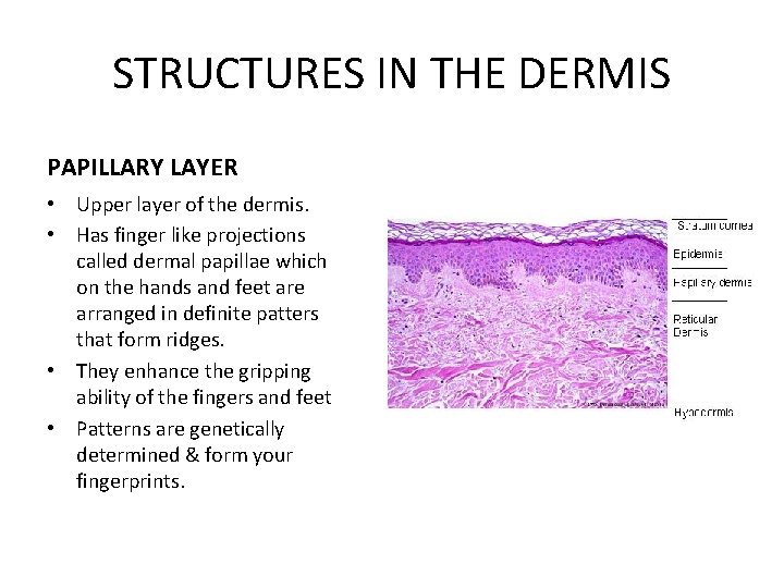 STRUCTURES IN THE DERMIS PAPILLARY LAYER • Upper layer of the dermis. • Has