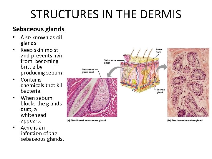 STRUCTURES IN THE DERMIS Sebaceous glands • Also known as oil glands • Keep