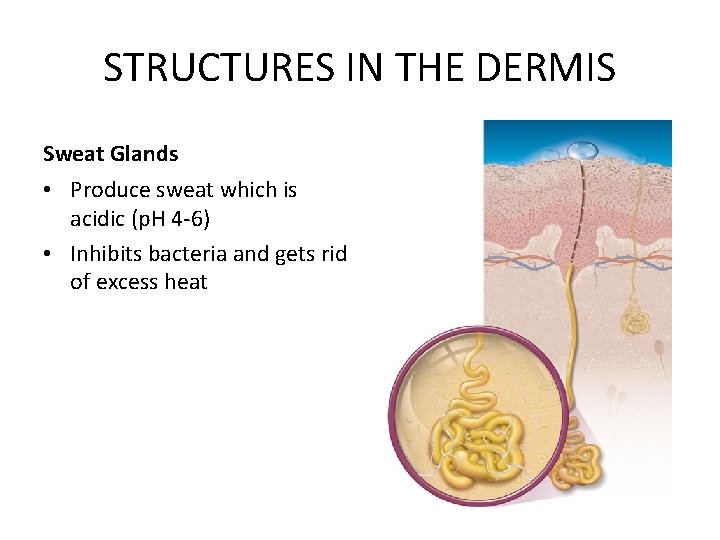 STRUCTURES IN THE DERMIS Sweat Glands • Produce sweat which is acidic (p. H