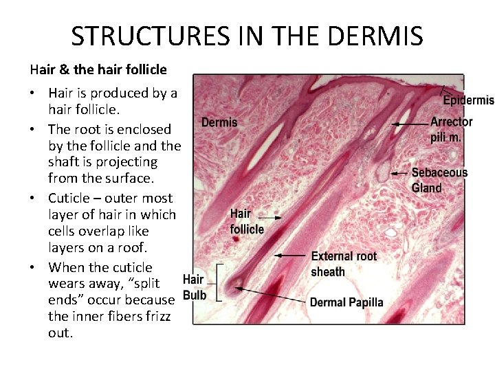 STRUCTURES IN THE DERMIS Hair & the hair follicle • Hair is produced by